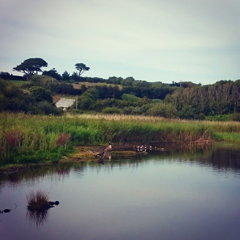 bird-hide-isles-of-scilly (Small)