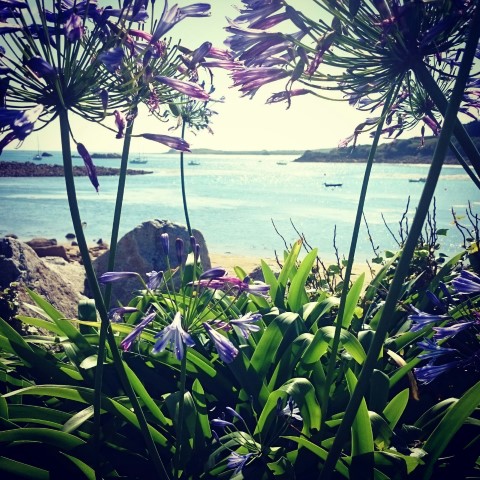 flowers-isles-of-scilly (Small)