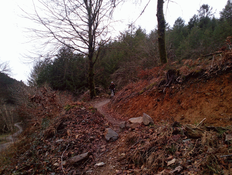 Cycling in Cardinham woods