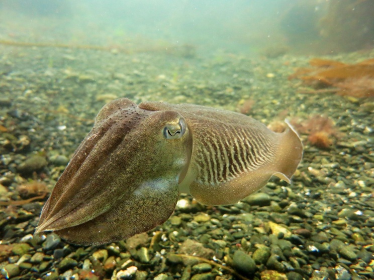 sea life Cornwall