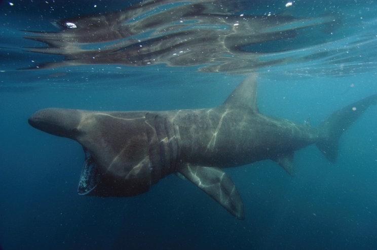 Basking shark in Cornwall