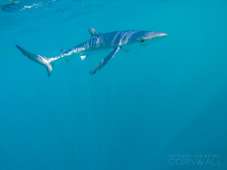 Blue Shark in Cornwall