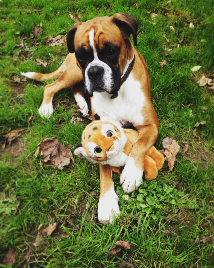 teddy and pup