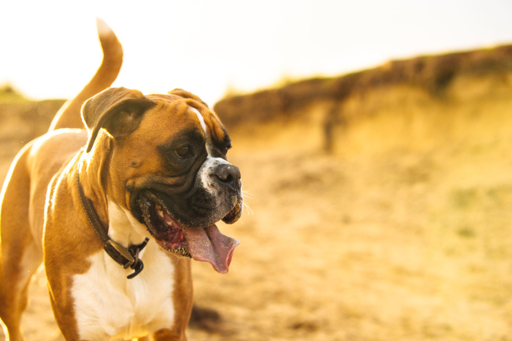 Boxer dog in Cornwall 