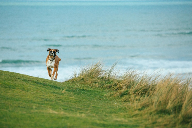 boxer running at the sand dunes