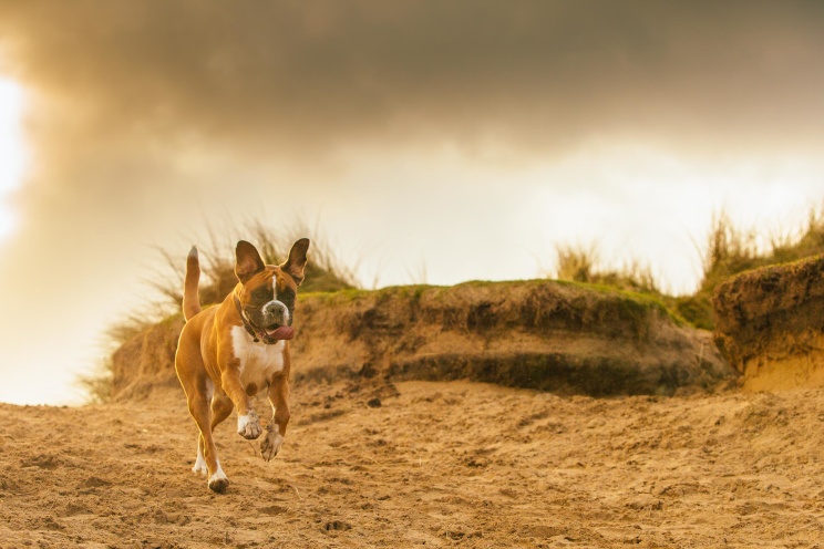 Boxer dog running in Cornwall
