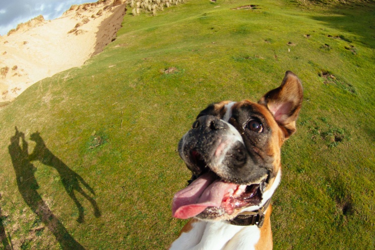 Boxer dog jumping in Cornwall 