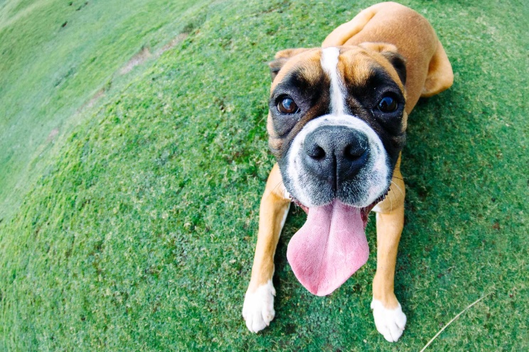 boxer puppy Cornwall 