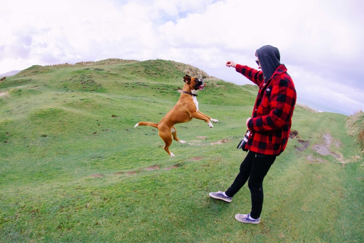 Boxer dog bouncing in Cornwall